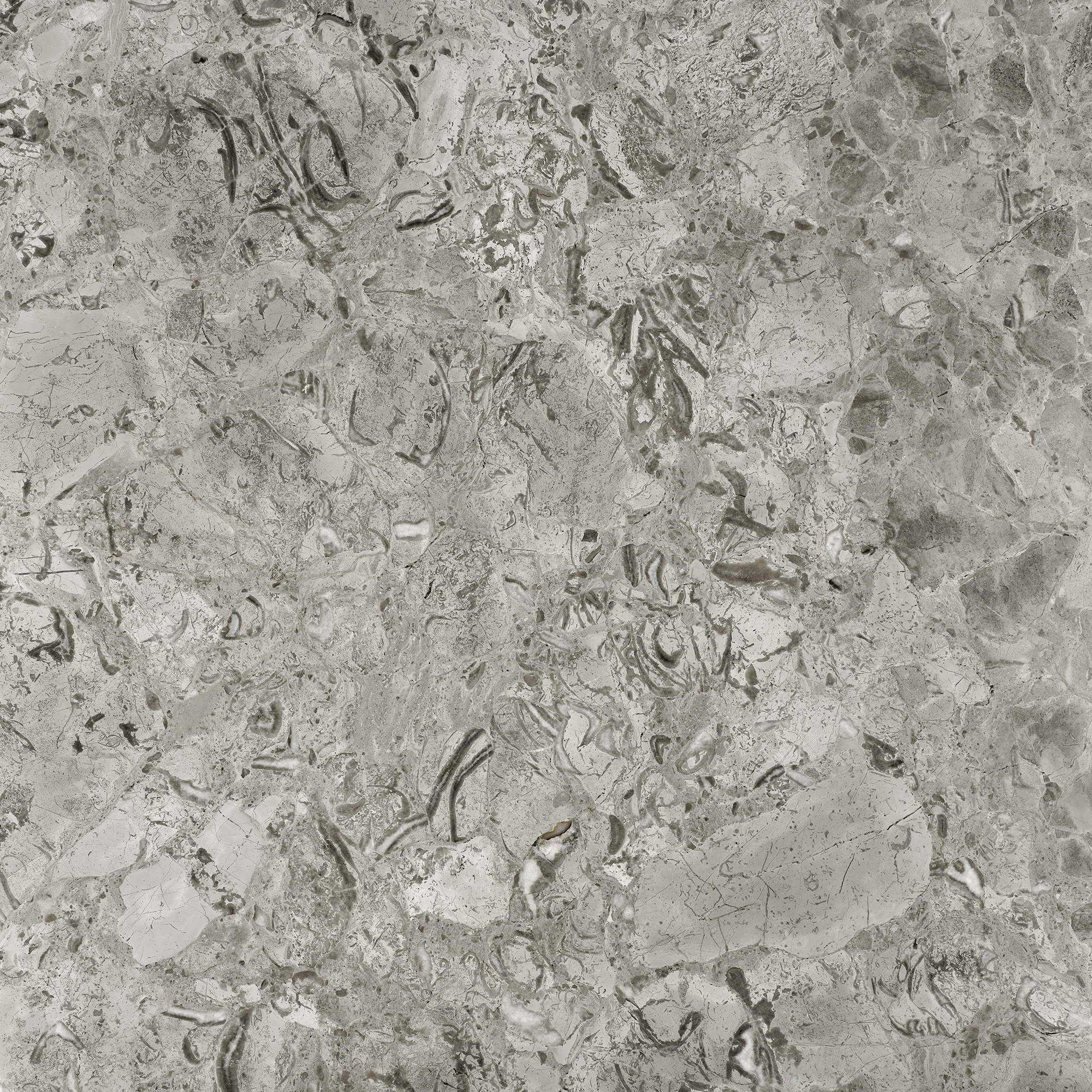04-grigio-levanto-fossil